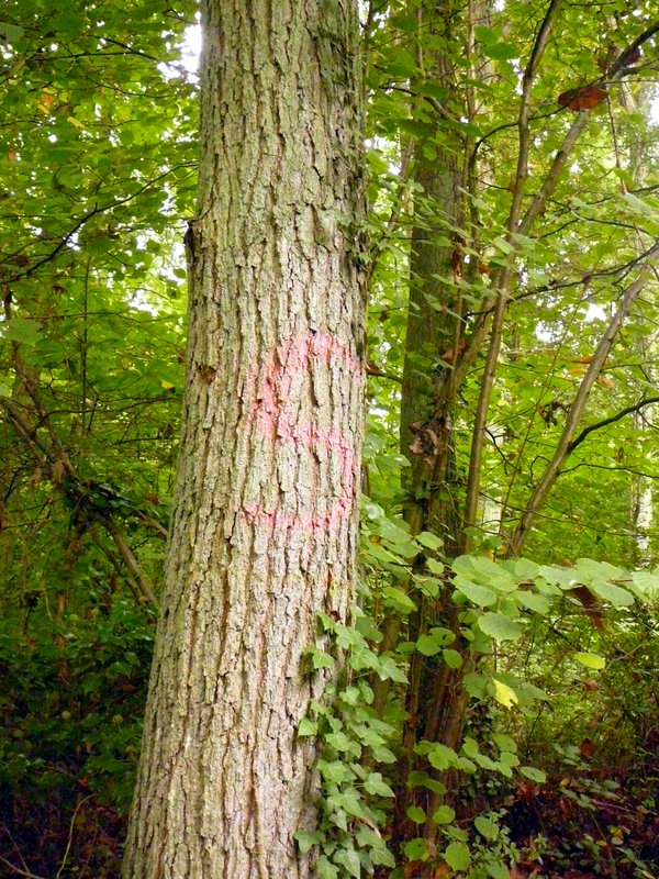 S comme chène sessile